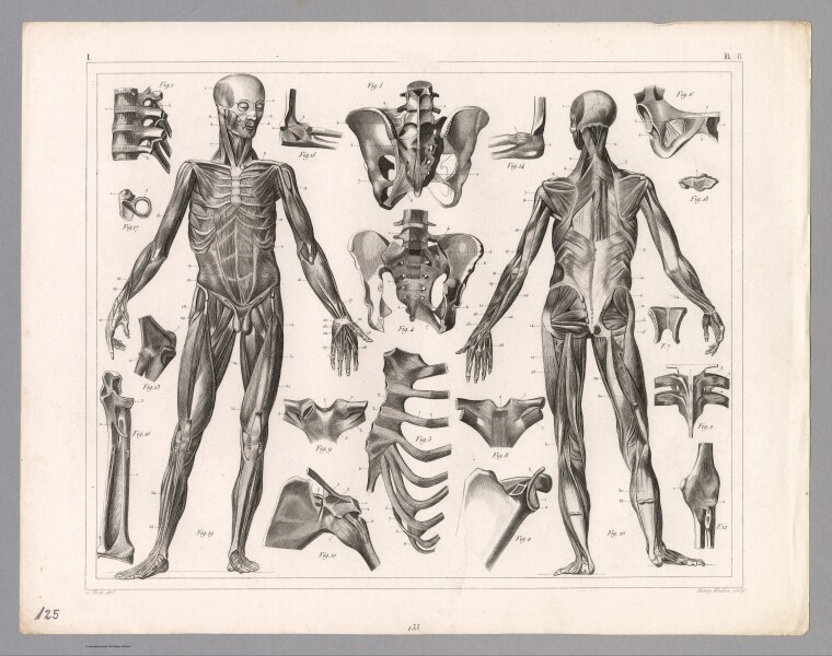 E316 - View: Plate 125. Anatomy including Ligaments and Muscles. - Johann Georg Heck - 1850 (Nicolas Figueroa)