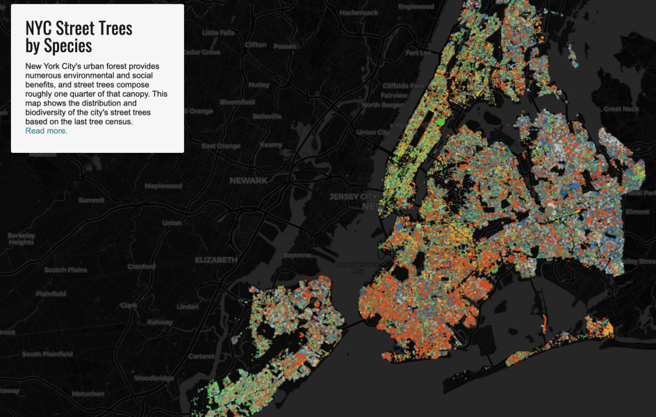 E316 - New York City Street Trees by Species - Jill Hubley - 2015 (Chiaka Duruaku)