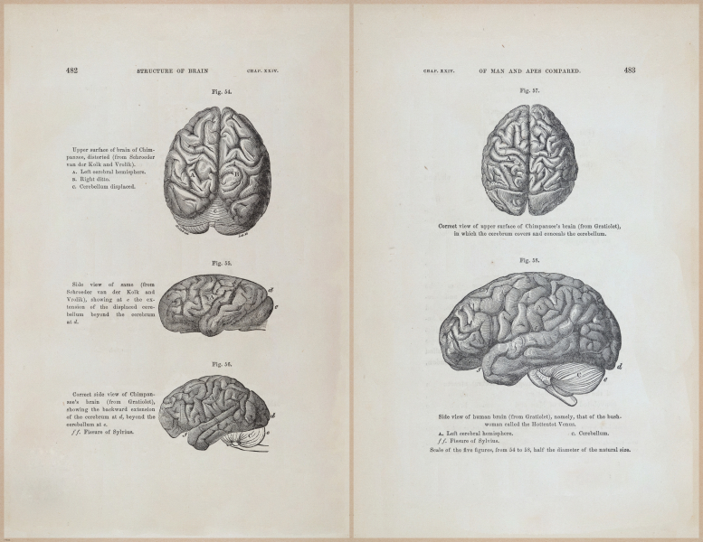 E624 - Charles Lyell - 10824-10825