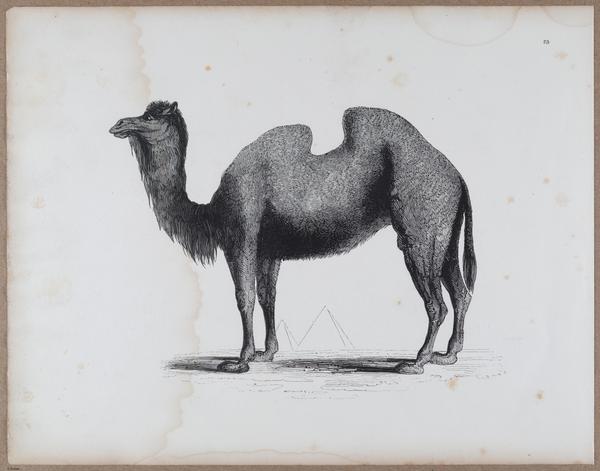 E790 - Progressive Drawing - i12398