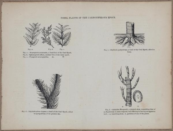 E800 - Principles Geology - i13360-13361