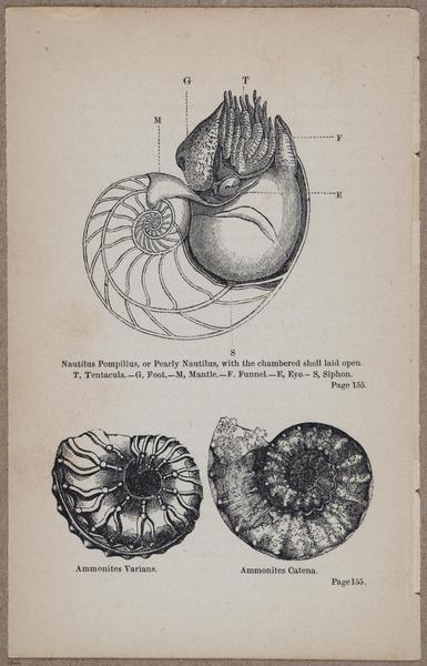 E800 - Principles Geology - i13364