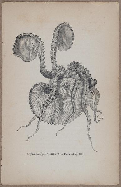 E800 - Principles Geology - i13365